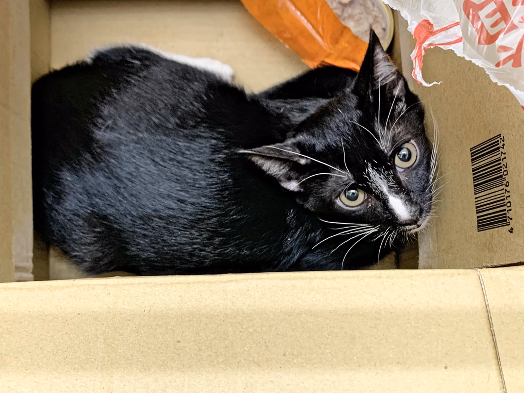Black-and-white young male mixed-breed cat, Small, shelter no. …2903