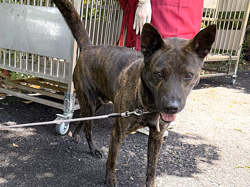 Tabby adult male mixed-breed dog, Medium, shelter no. …1001