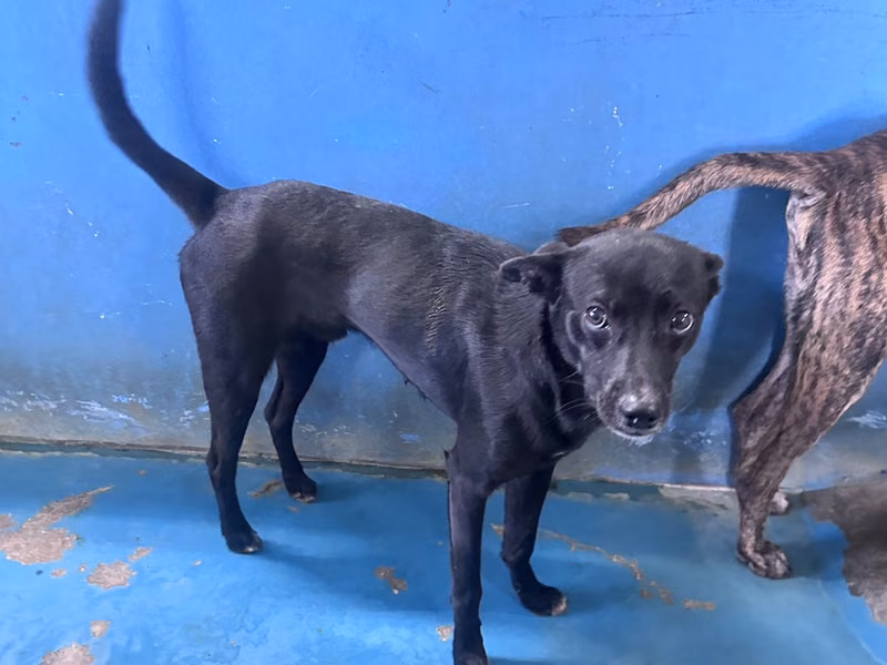 Black adult male mixed-breed dog, Large, shelter no. …7014