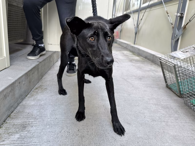 Black adult male mixed-breed dog, Medium, shelter no. …2905