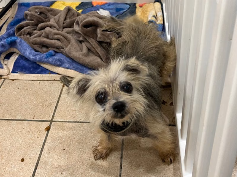 White adult female mixed-breed dog, Small, shelter no. …8006