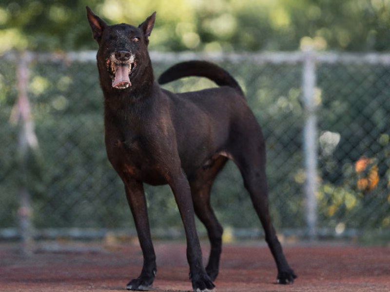 Black adult male mixed-breed dog, Medium, shelter no. …1403