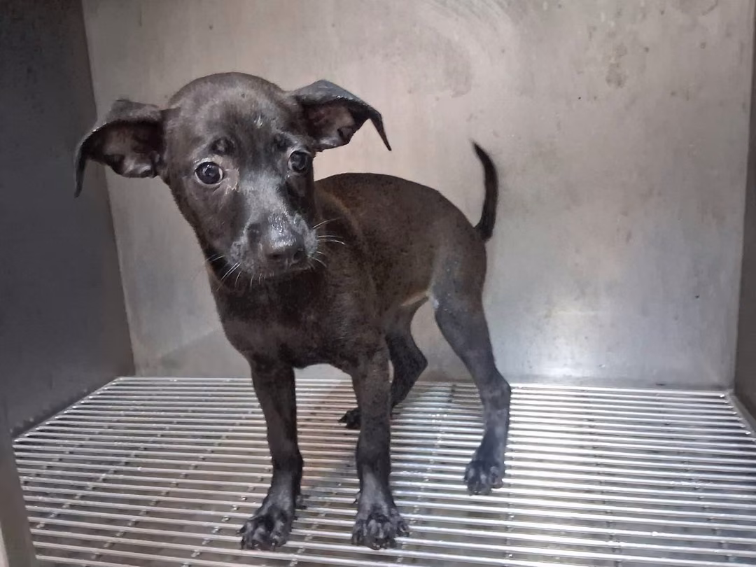 Black young female mixed-breed dog, Small, shelter no. …29W8
