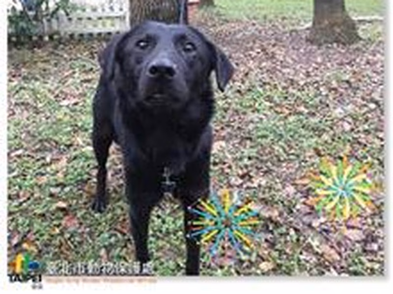 Black young male mixed-breed dog, Small, shelter no. …1002