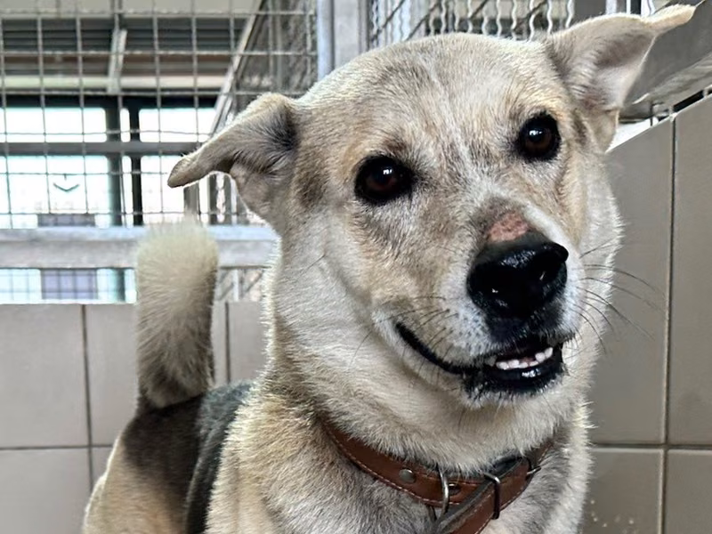 Patched-and-white adult male mixed-breed dog, Medium, shelter no. …7001