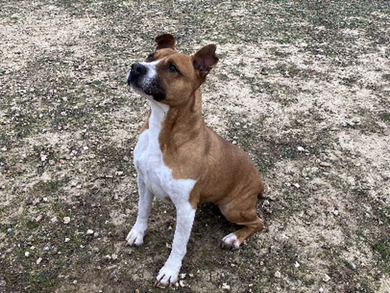 Diva, Mayor · Hembra · Grande · american staffordshire terrier