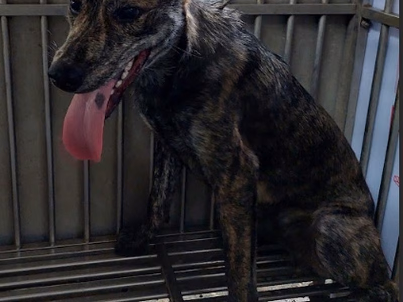 Tabby adult male mixed-breed dog, Medium, shelter no. …7010