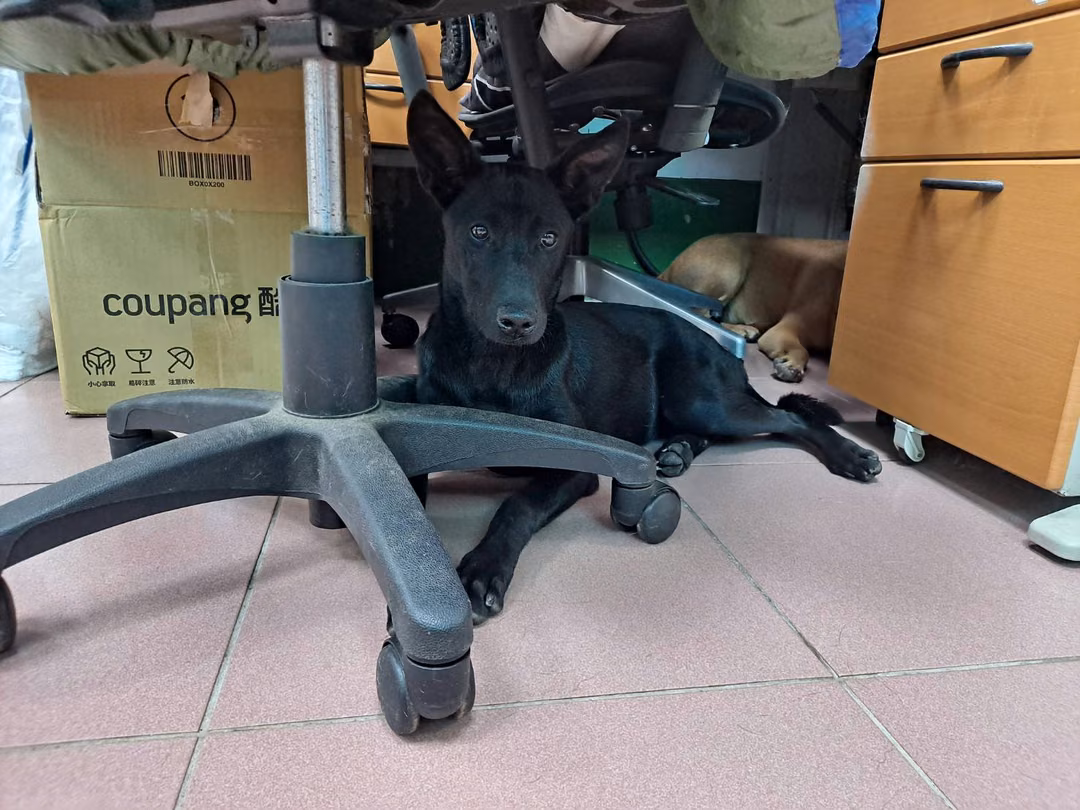 Black young female mixed-breed dog, Medium, shelter no. …3001
