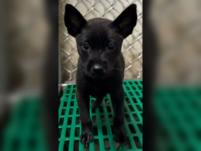 Black young female mixed-breed dog, Small, shelter no. …3004