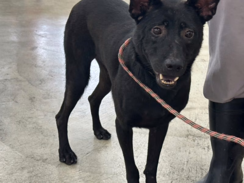Black young male mixed-breed dog, Small, shelter no. …1710
