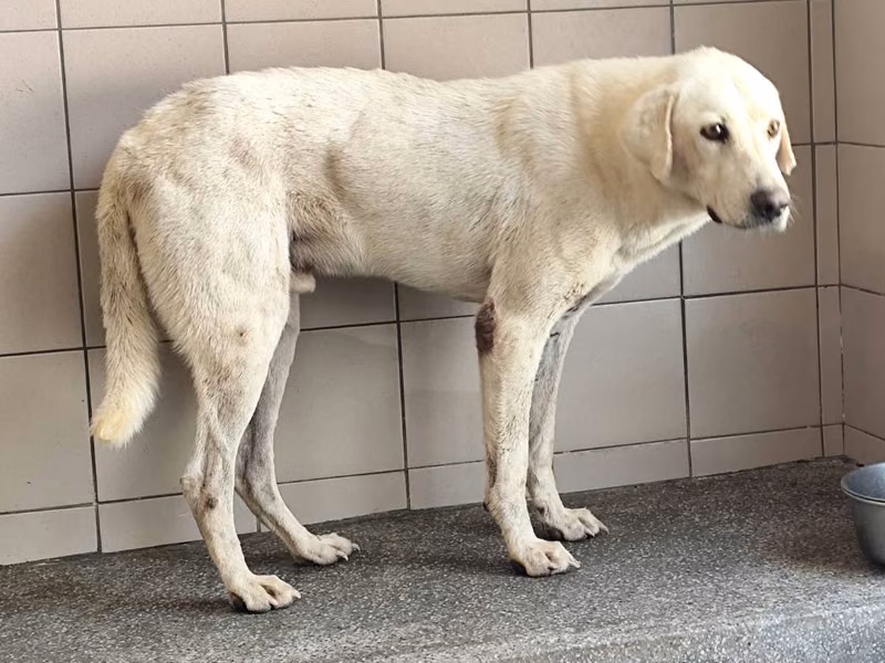 White adult male mixed-breed dog, Large, shelter no. …1105