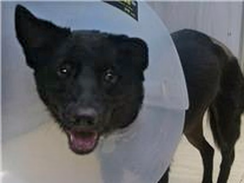 Black female mixed-breed dog, Medium, shelter no. …2002