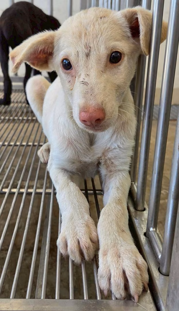 White young male mixed-breed dog, Medium, shelter no. …2002