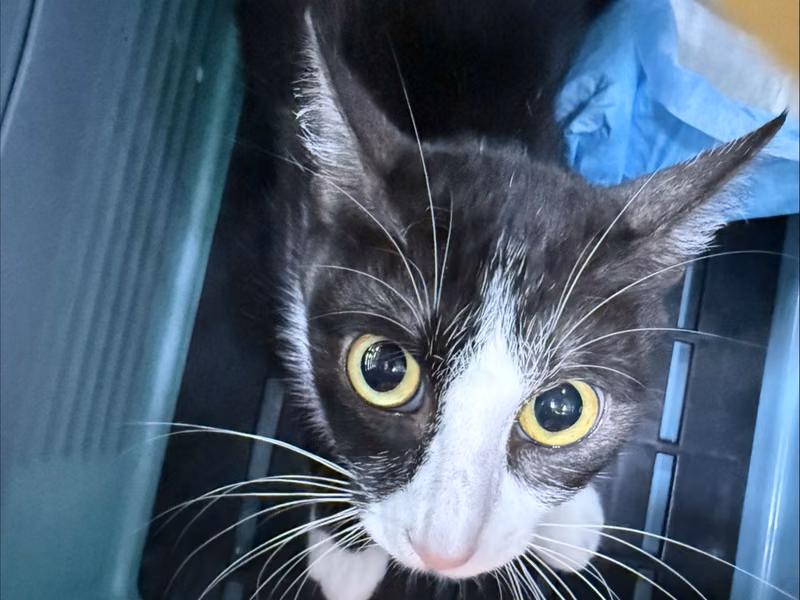 Black-and-white adult female mixed-breed cat, Small, shelter no. …2304