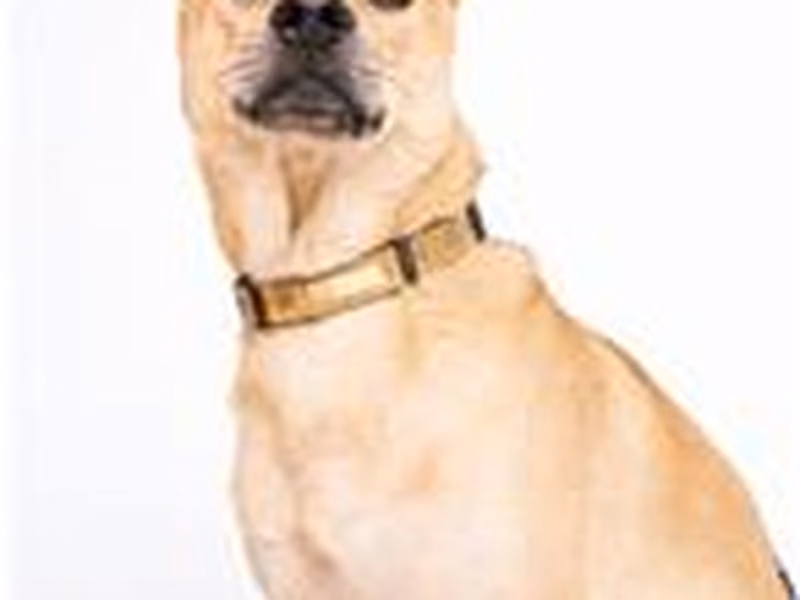 Tan adult male mixed-breed dog, Medium, shelter no. …2206