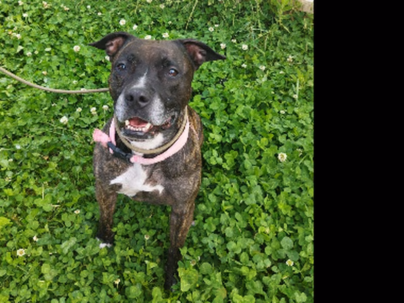 Hienna, Mayor · Hembra · american staffordshire terrier