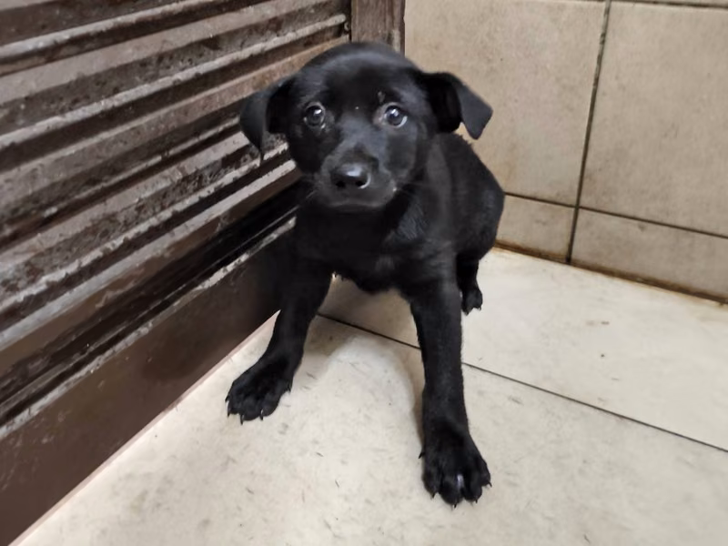 Black adult female mixed-breed dog, Large, shelter no. …2508