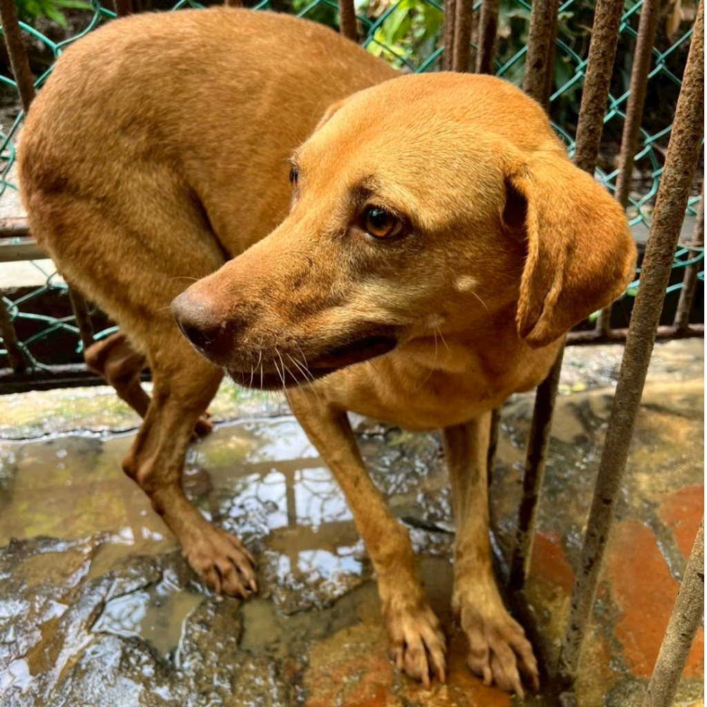 Tan adult female mixed-breed dog, Large, shelter no. …078D