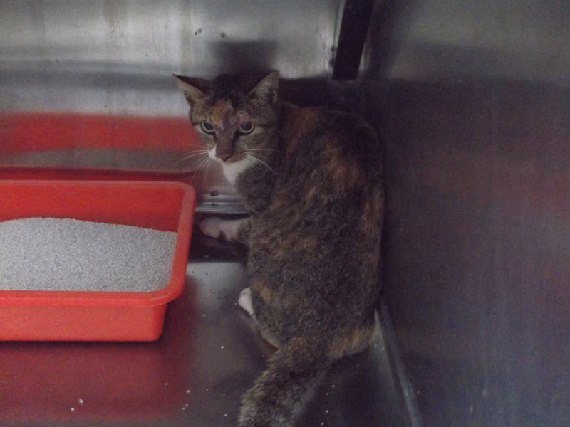 Patched adult female mixed-breed cat, Large, shelter no. …C1-3