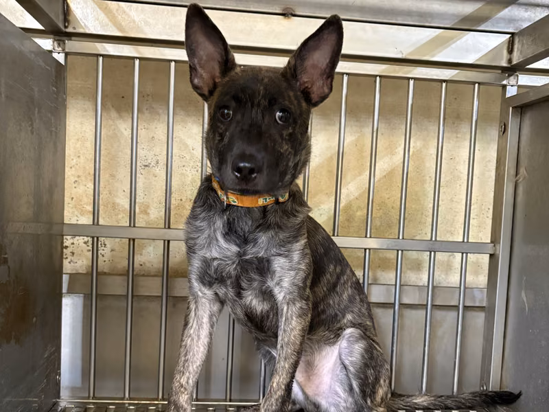 Tabby young male mixed-breed dog, Medium, shelter no. …0005