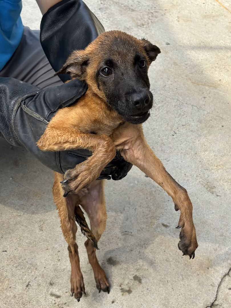 Tan young male mixed-breed dog, Small, shelter no. …7018