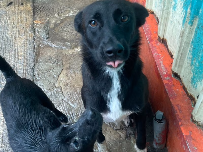 Black adult male mixed-breed dog, Medium, shelter no. …0002