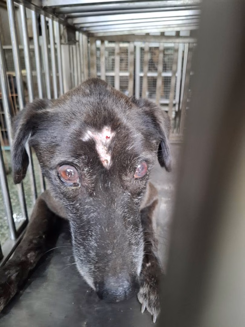 Black adult male mixed-breed dog, Medium, shelter no. …4-04