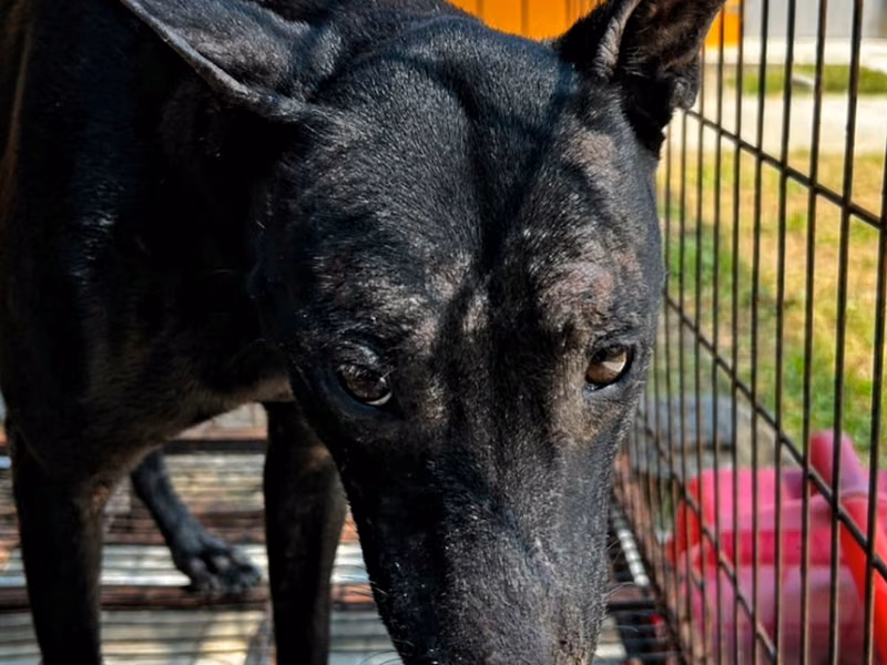Black adult male mixed-breed dog, Large, shelter no. …9022