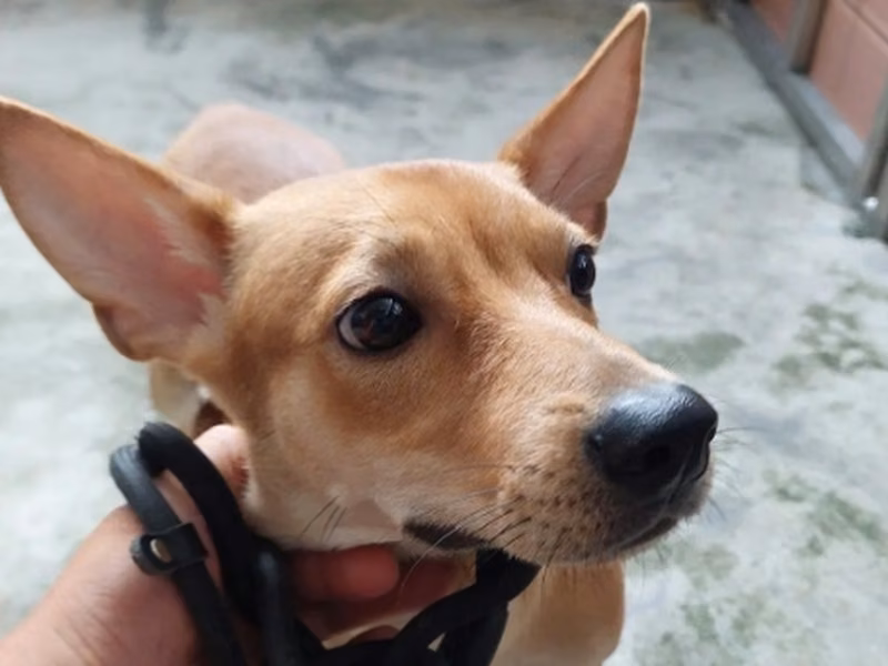 Tan adult female mixed-breed dog, Medium, shelter no. …5001