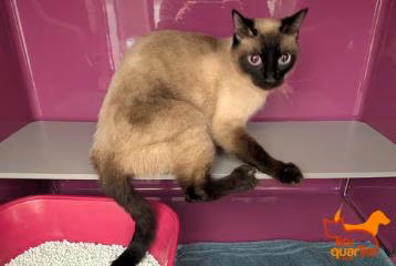 White adult male Siam, shelter no. …4267