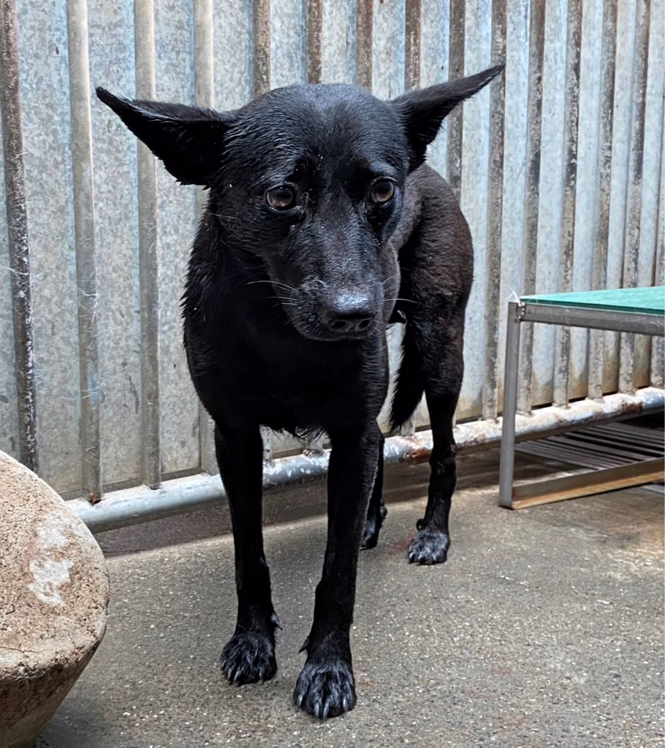Black adult female mixed-breed dog, Medium, shelter no. …7003