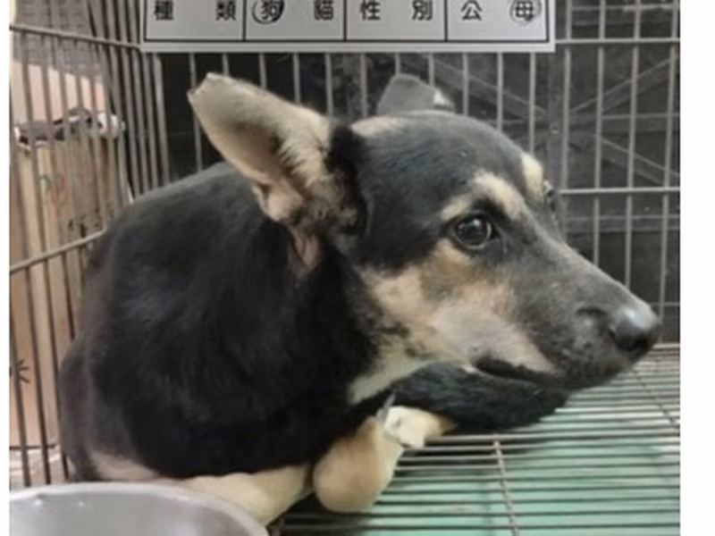Black-and-tan adult female mixed-breed dog, Medium, shelter no. …013D