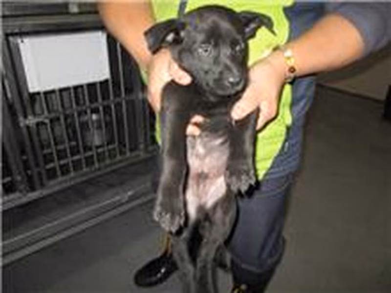Black male mixed-breed dog, Small, shelter no. …2014