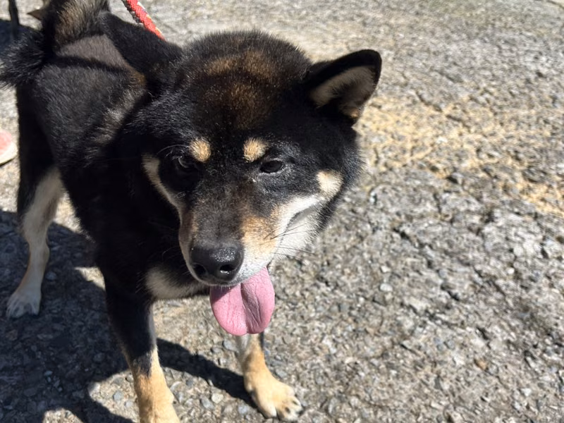 Black adult female Shiba Inu, Medium, shelter no. …4001