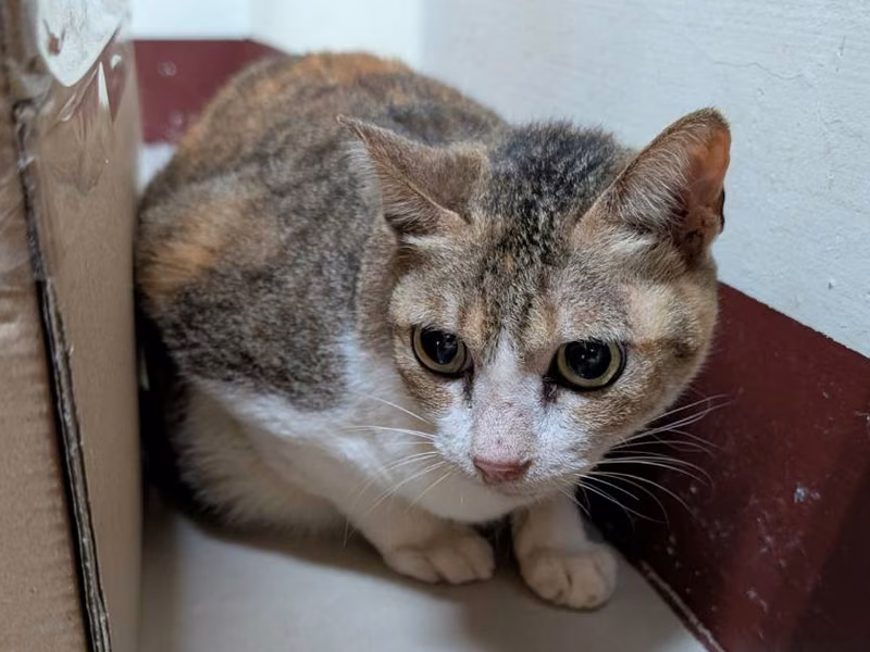 Patched adult female mixed-breed cat, Large, shelter no. …1506