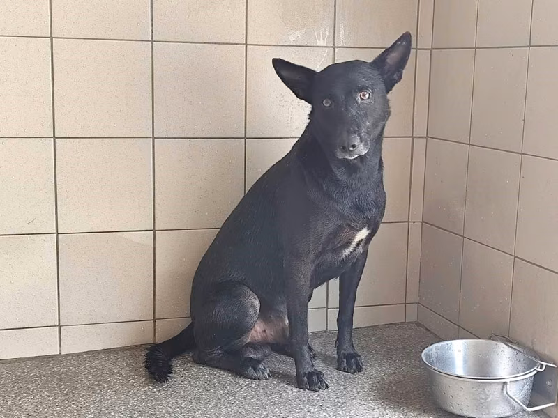 Black adult male mixed-breed dog, Large, shelter no. …0501