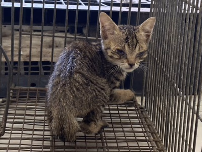 Young female mixed-breed cat, Small, shelter no. …5C04