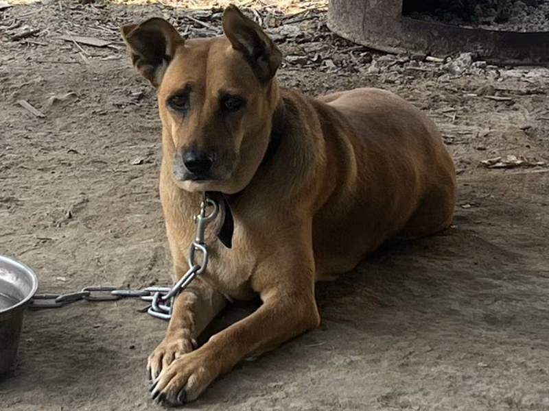Tan adult female mixed-breed dog, Medium, shelter no. …1005
