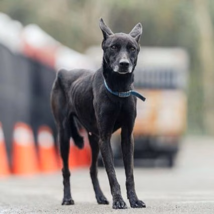 Black adult female mixed-breed dog, Medium, shelter no. …9009