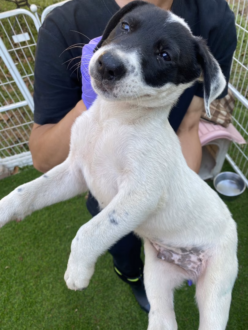 ミックス犬(オス・若い・黒と白)、小型, 施設番号 …3-08