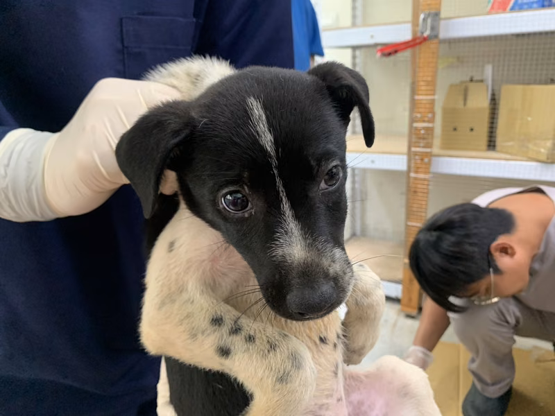 Black-and-white young male mixed-breed dog, Small, shelter no. …1105