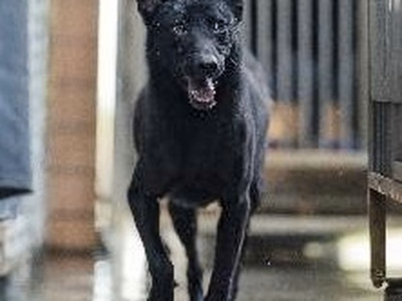 Black adult male mixed-breed dog, Medium, shelter no. …1004