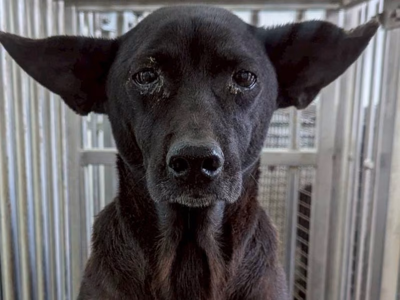 Black adult female mixed-breed dog, Medium, shelter no. …3001