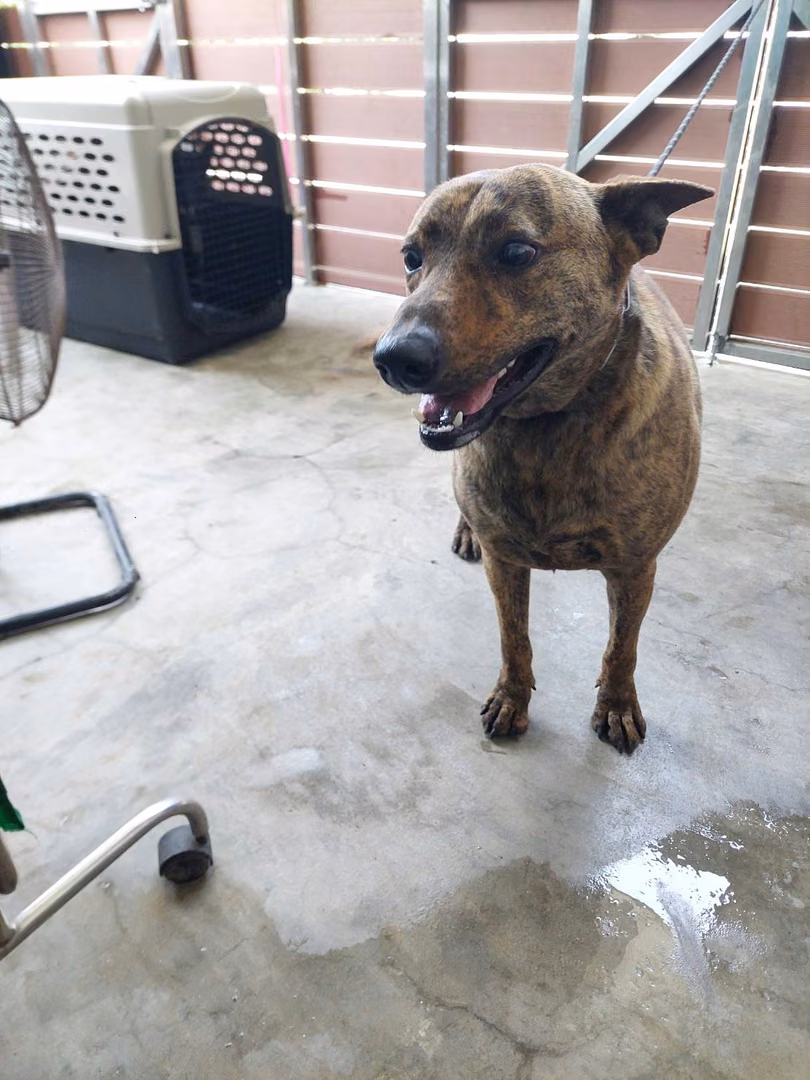 Tabby adult male mixed-breed dog, Medium, shelter no. …3002