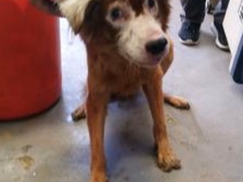 Tan adult male mixed-breed dog, Large, shelter no. …7003