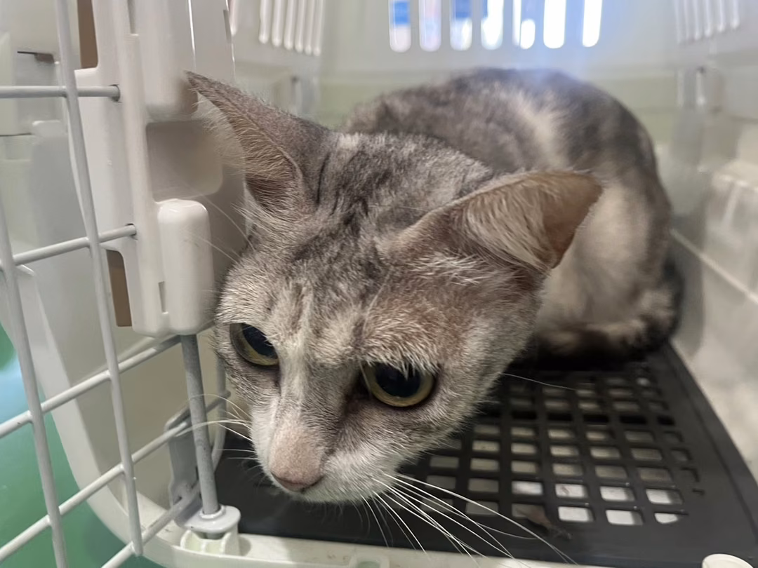 Gray adult female mixed-breed cat, Large, shelter no. …C4-1