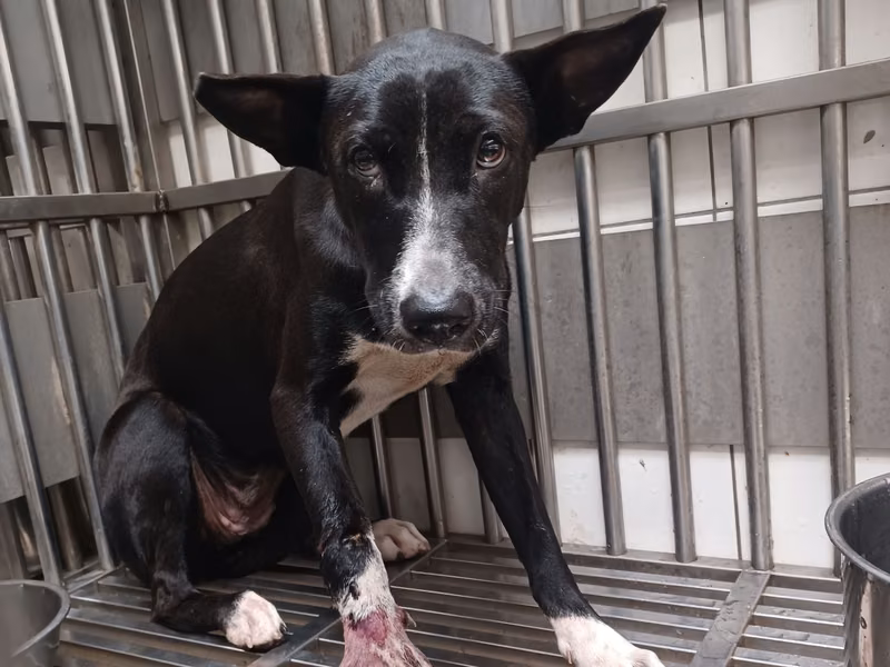 Black-and-white adult female mixed-breed dog, Medium, shelter no. …3002