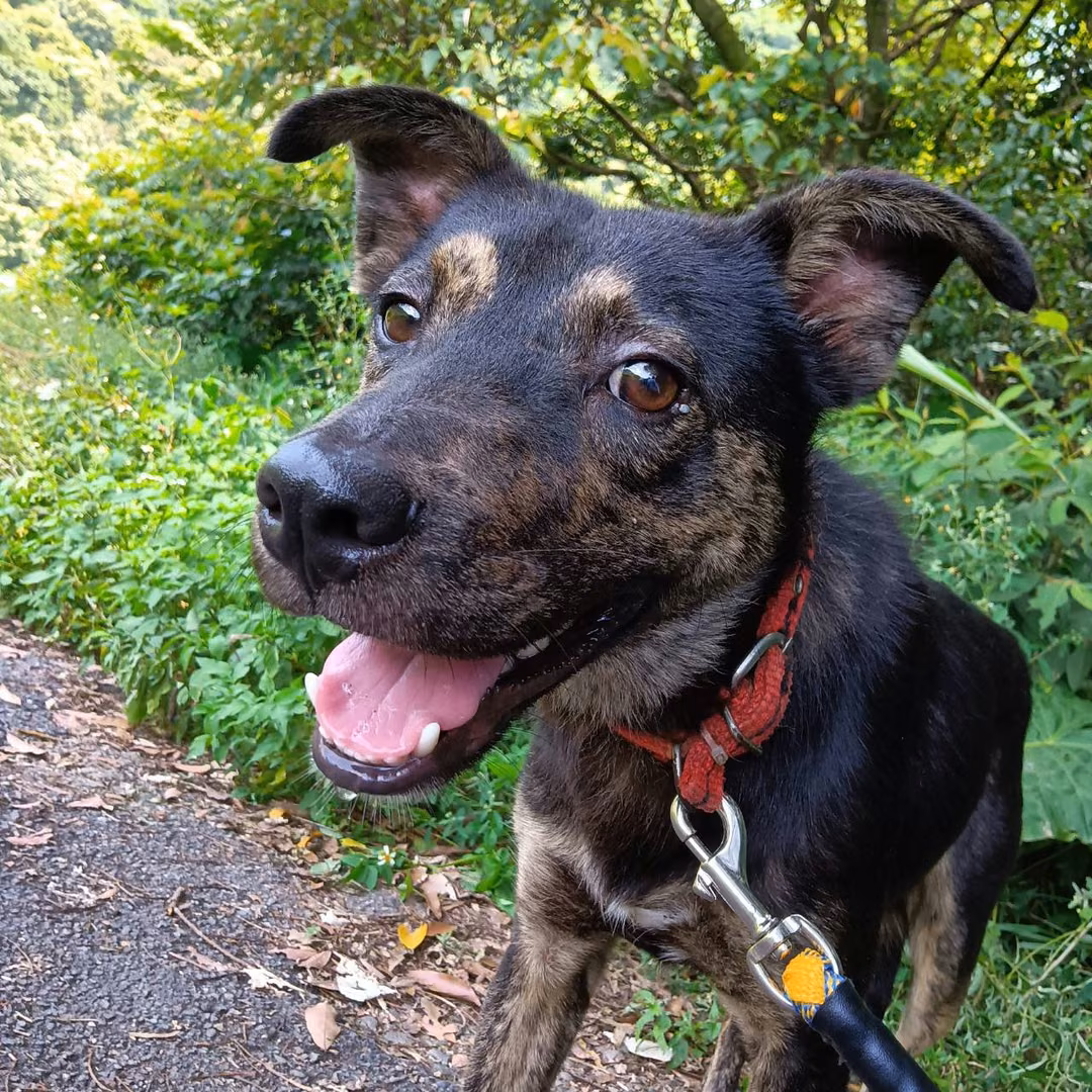 Tabby adult male mixed-breed dog, Medium, shelter no. …5013