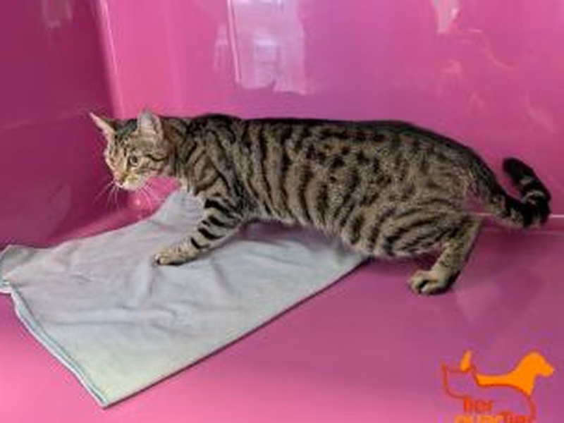 Brown tabby adult female European Shorthair, shelter no. …4279