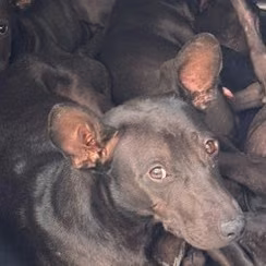 Black adult female mixed-breed dog, Large, shelter no. …4001